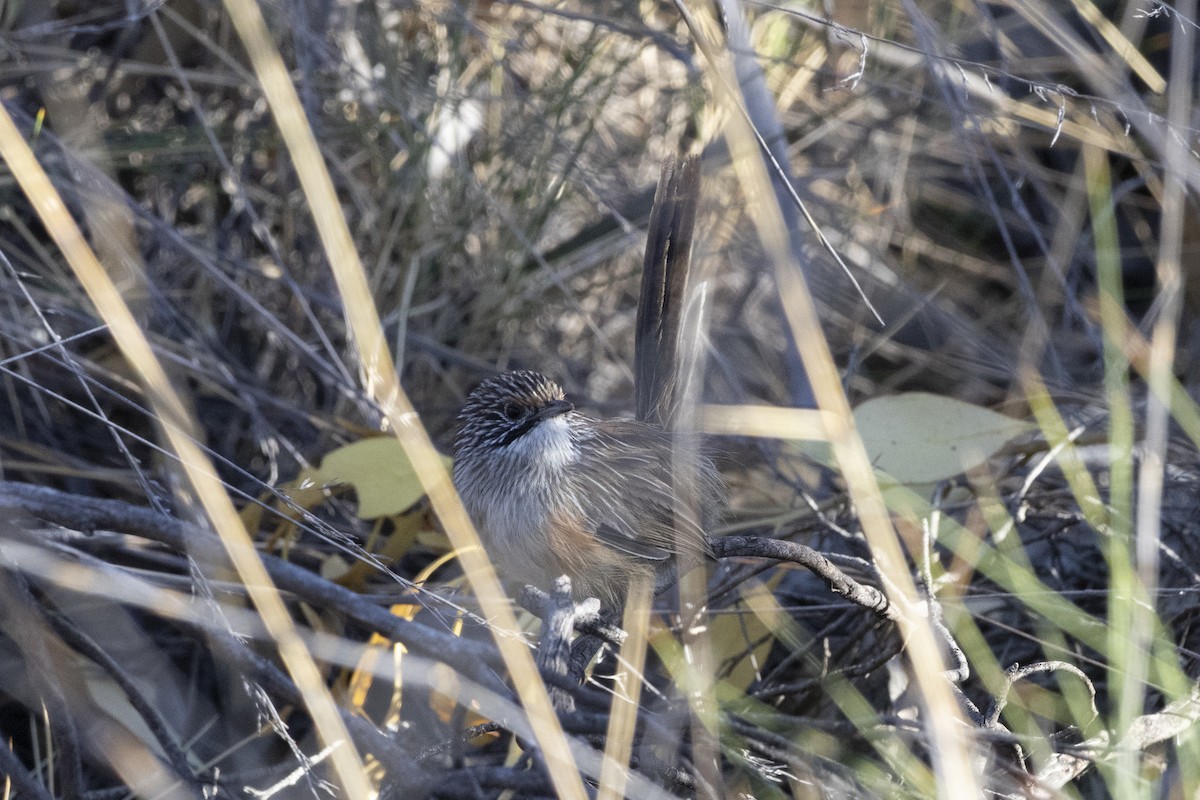 Striated Grasswren - ML637483469