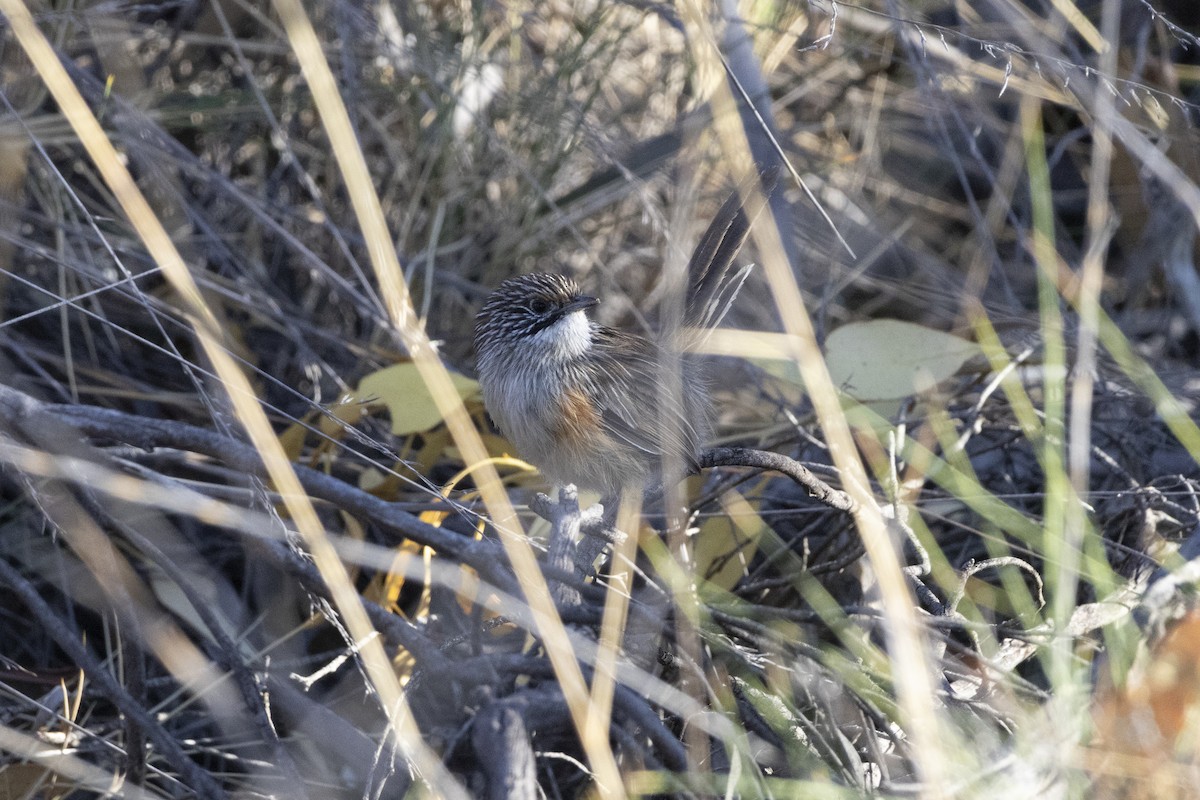 Striated Grasswren - ML637483470