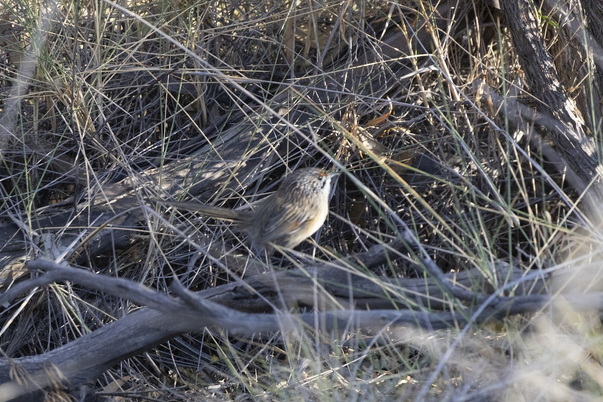 Striated Grasswren - ML637483471