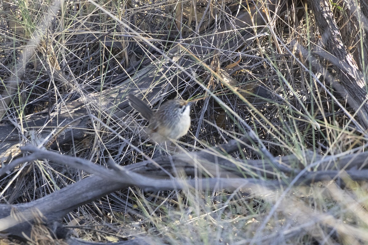 Striated Grasswren - ML637483472