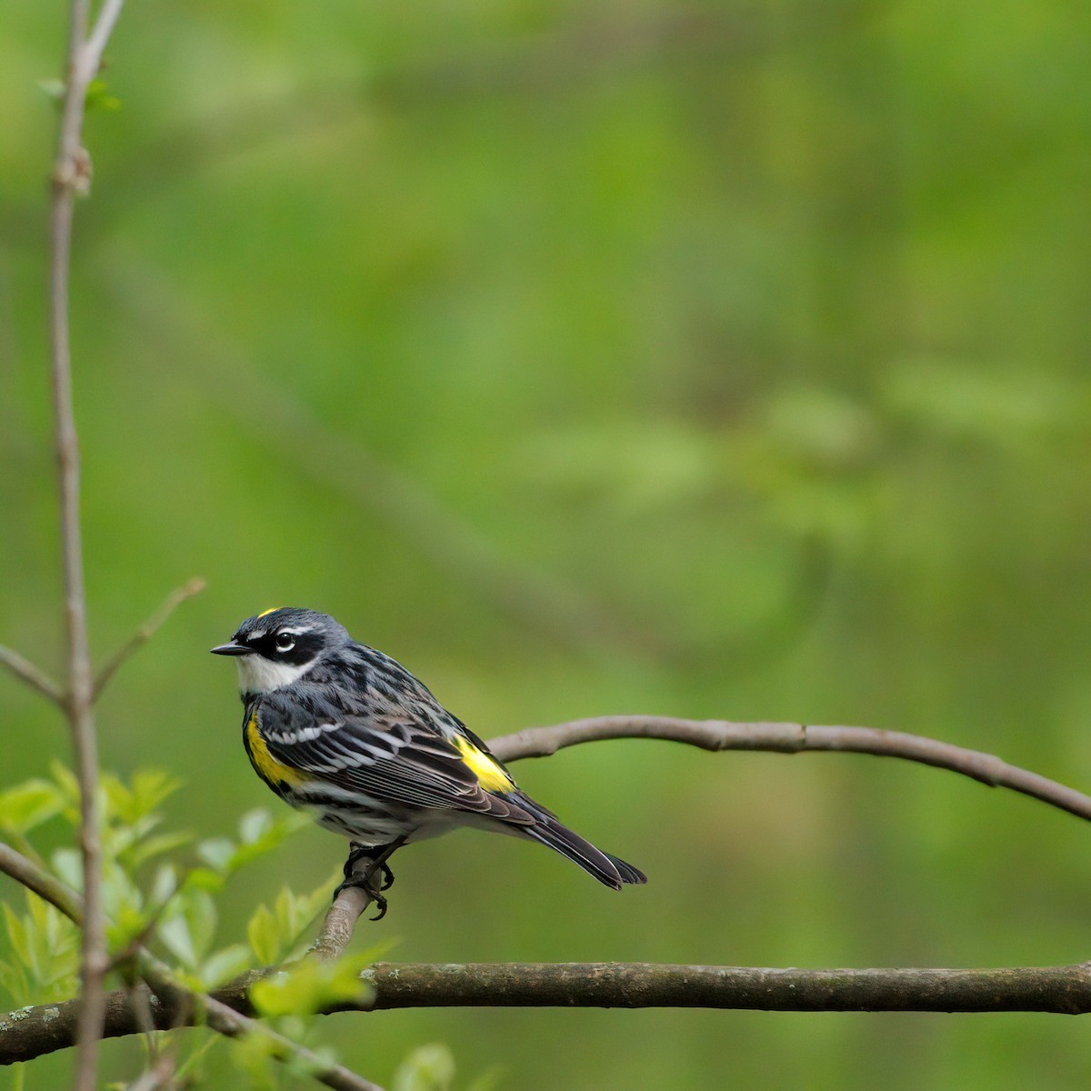 Yellow-rumped Warbler - ML637483474