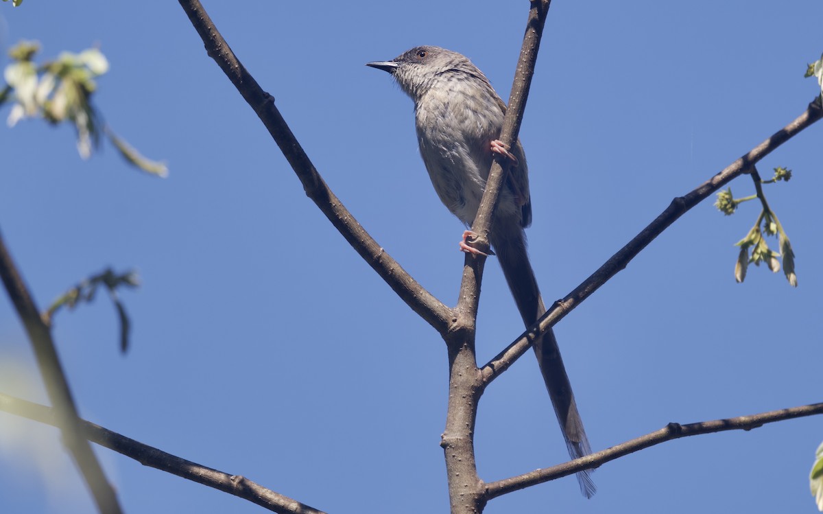 Himalayan Prinia - ML637483480