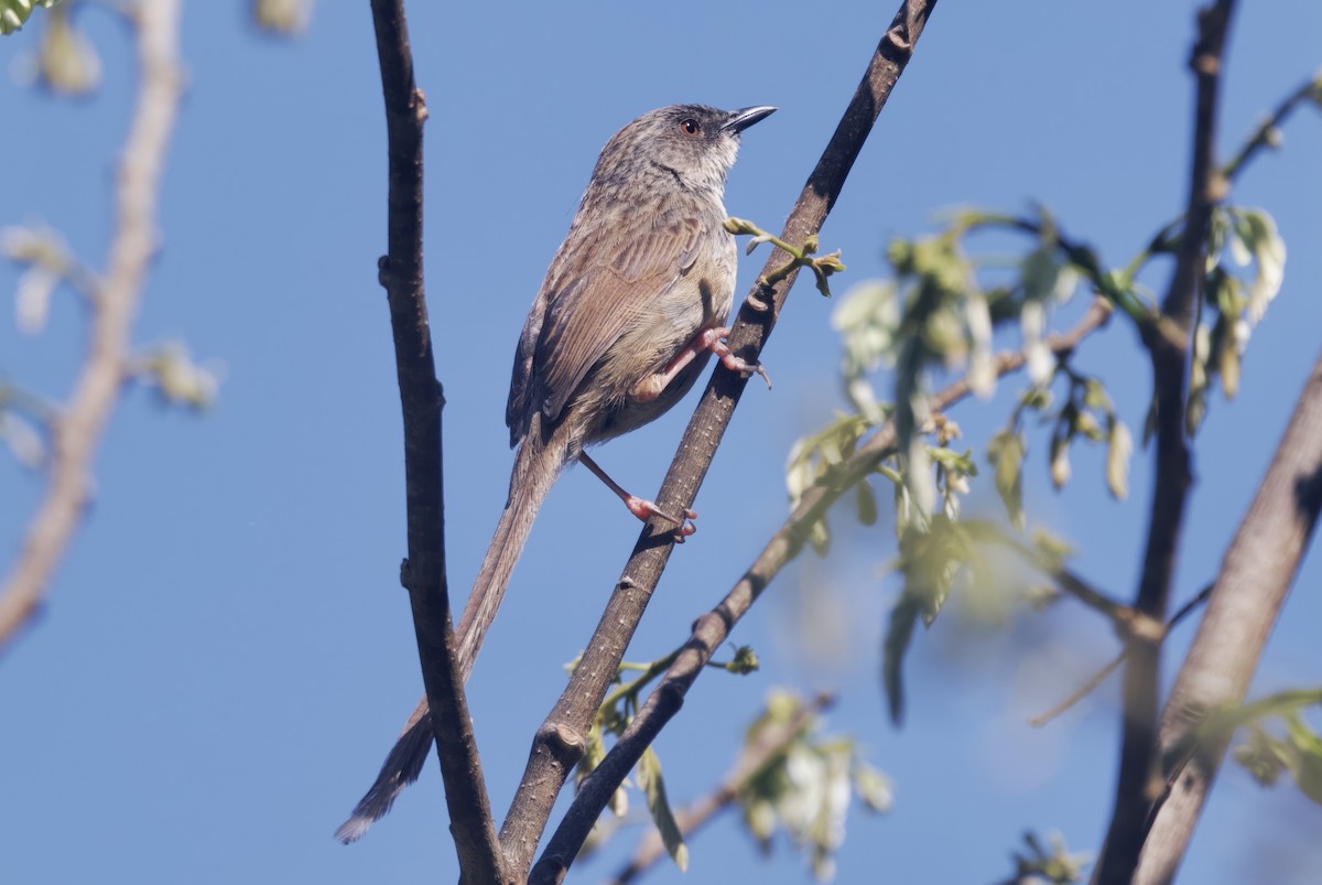 Himalayan Prinia - ML637483481