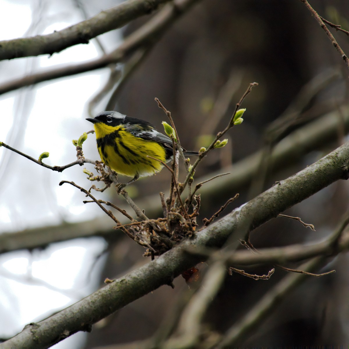 Magnolia Warbler - ML637483496