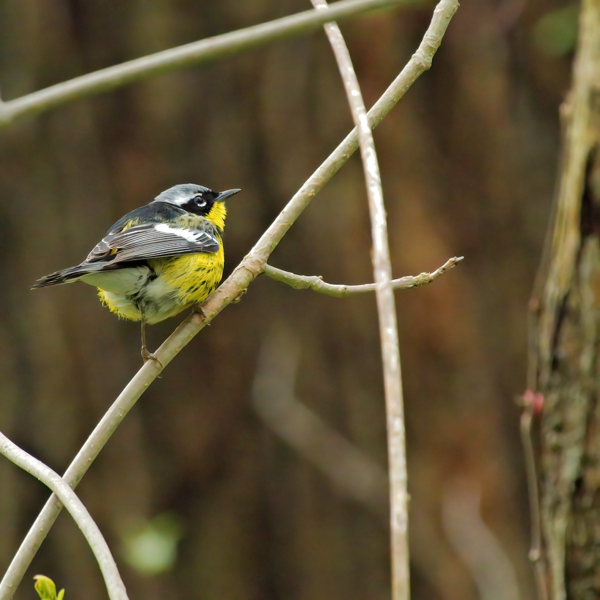 Magnolia Warbler - ML637483497
