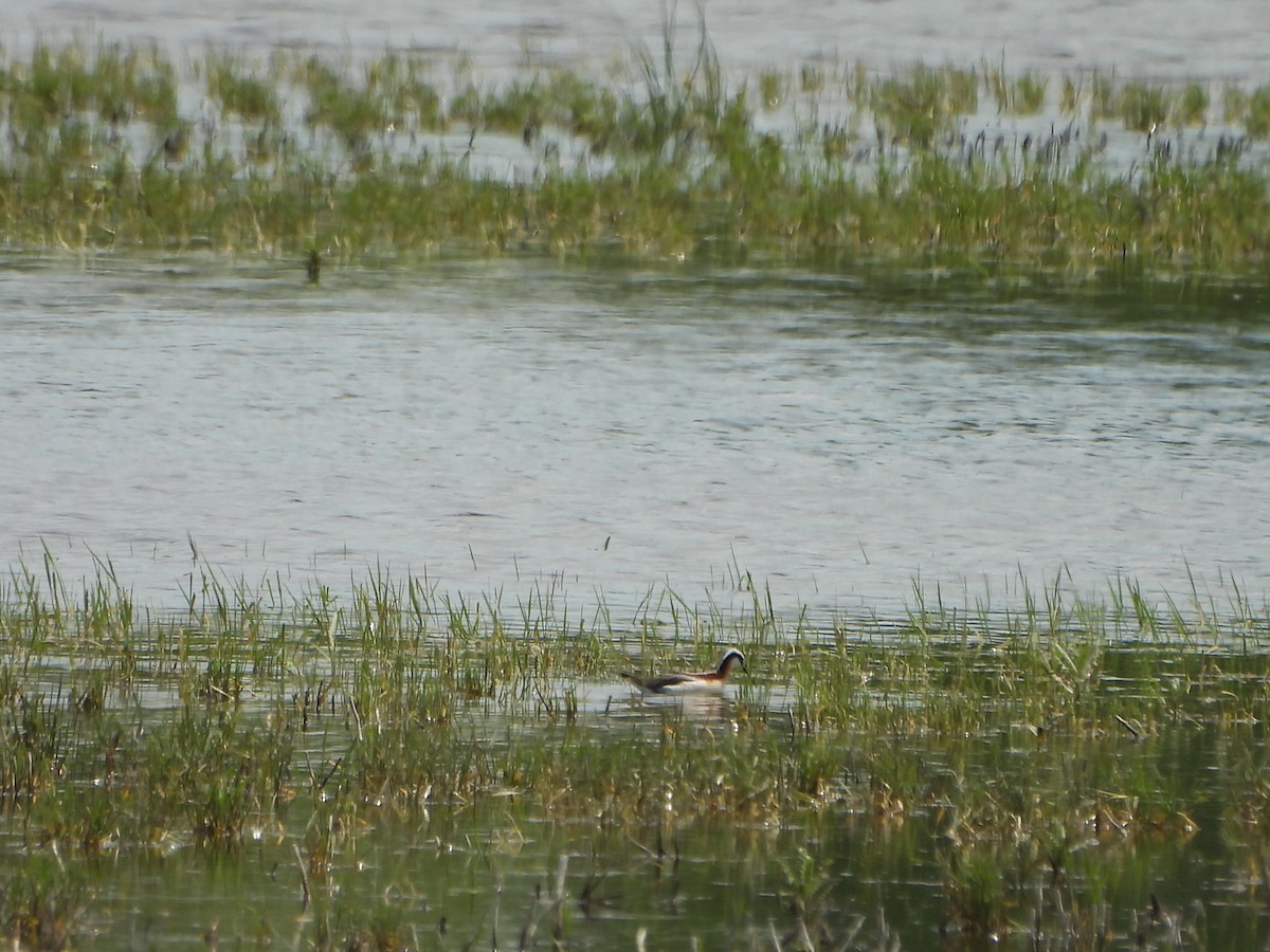 Wilson's Phalarope - ML637483501