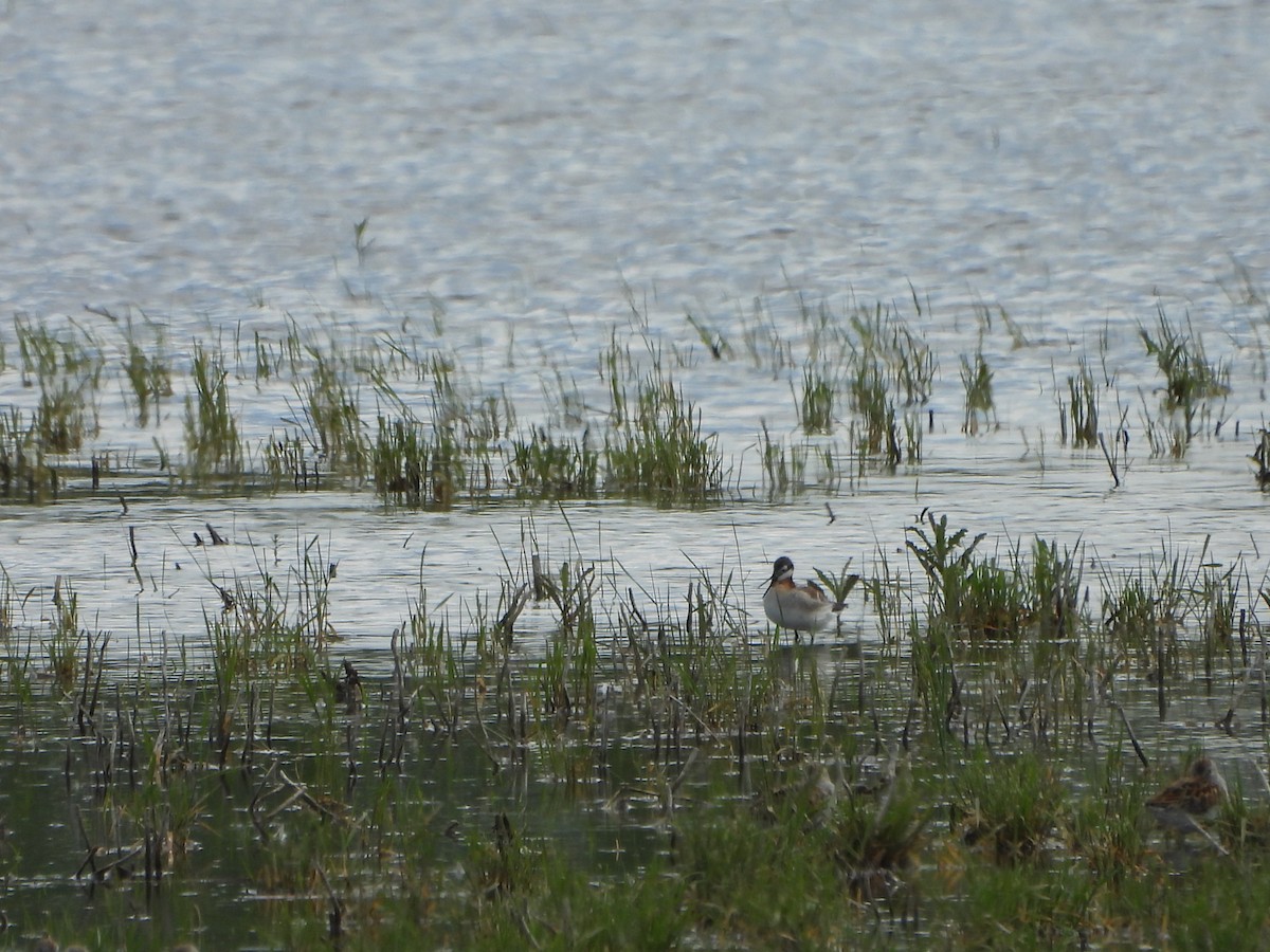 Wilson's Phalarope - ML637483502
