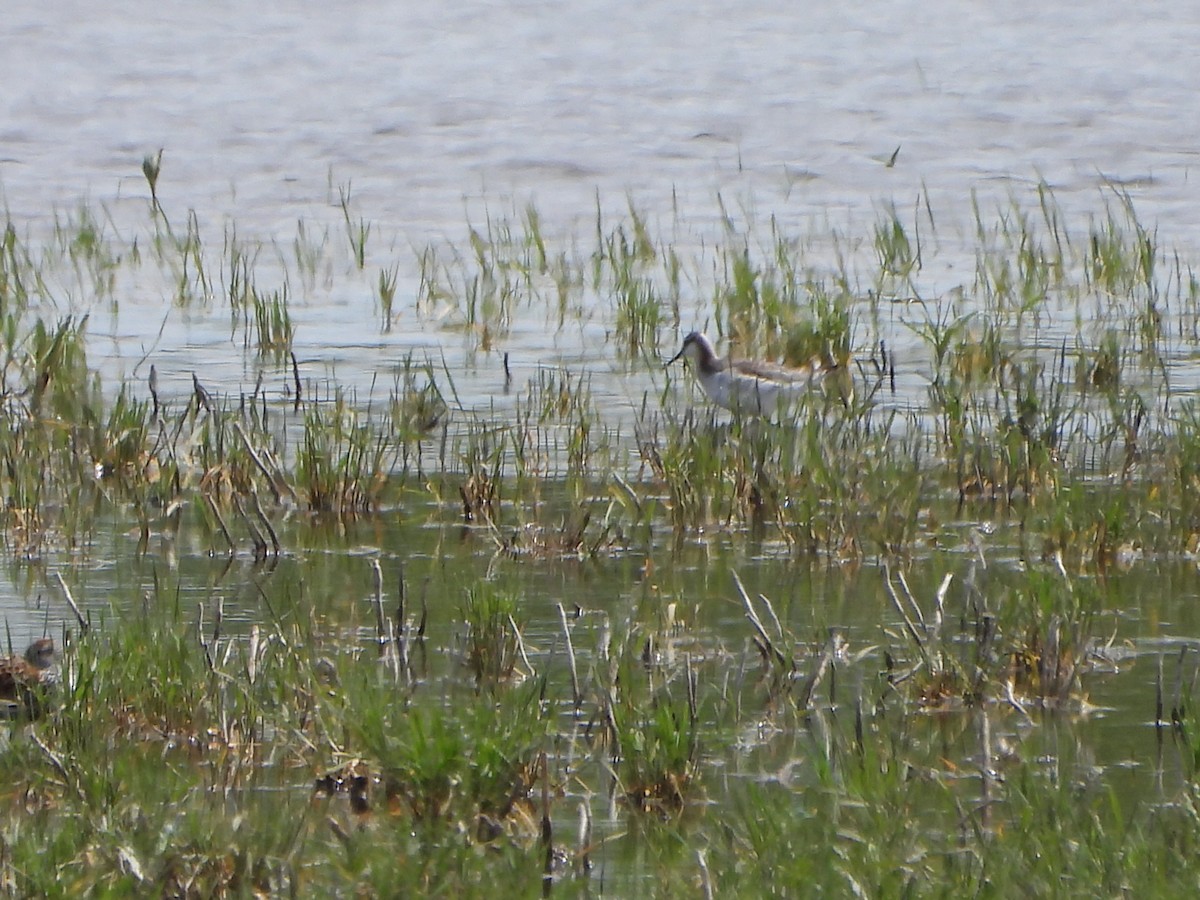 Wilson's Phalarope - ML637483503