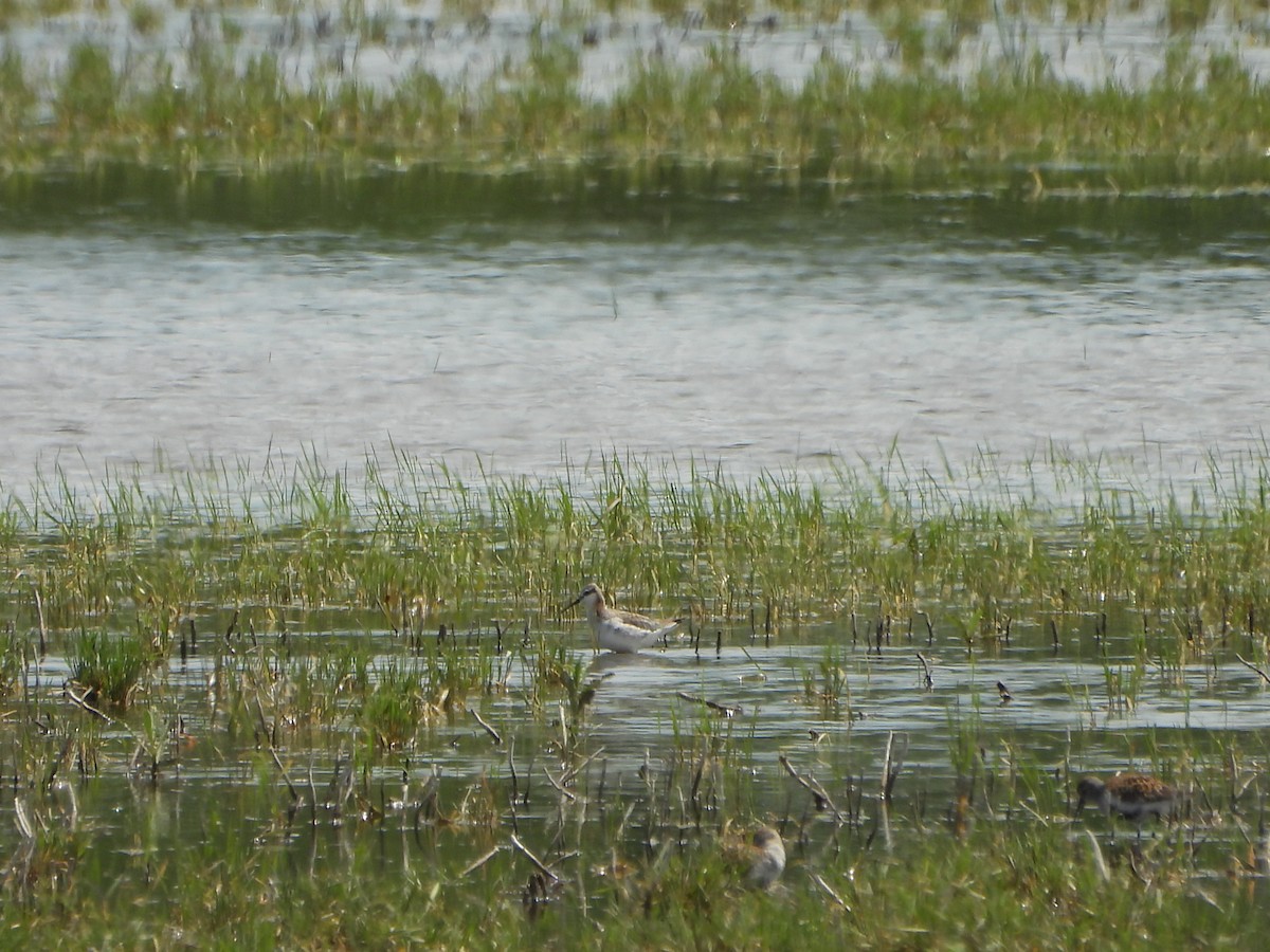 Wilson's Phalarope - ML637483504