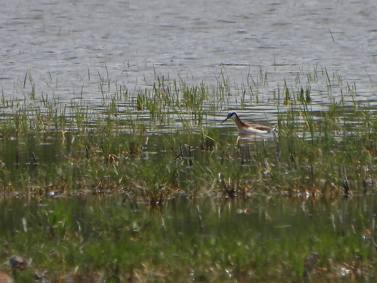 Wilson's Phalarope - ML637483505