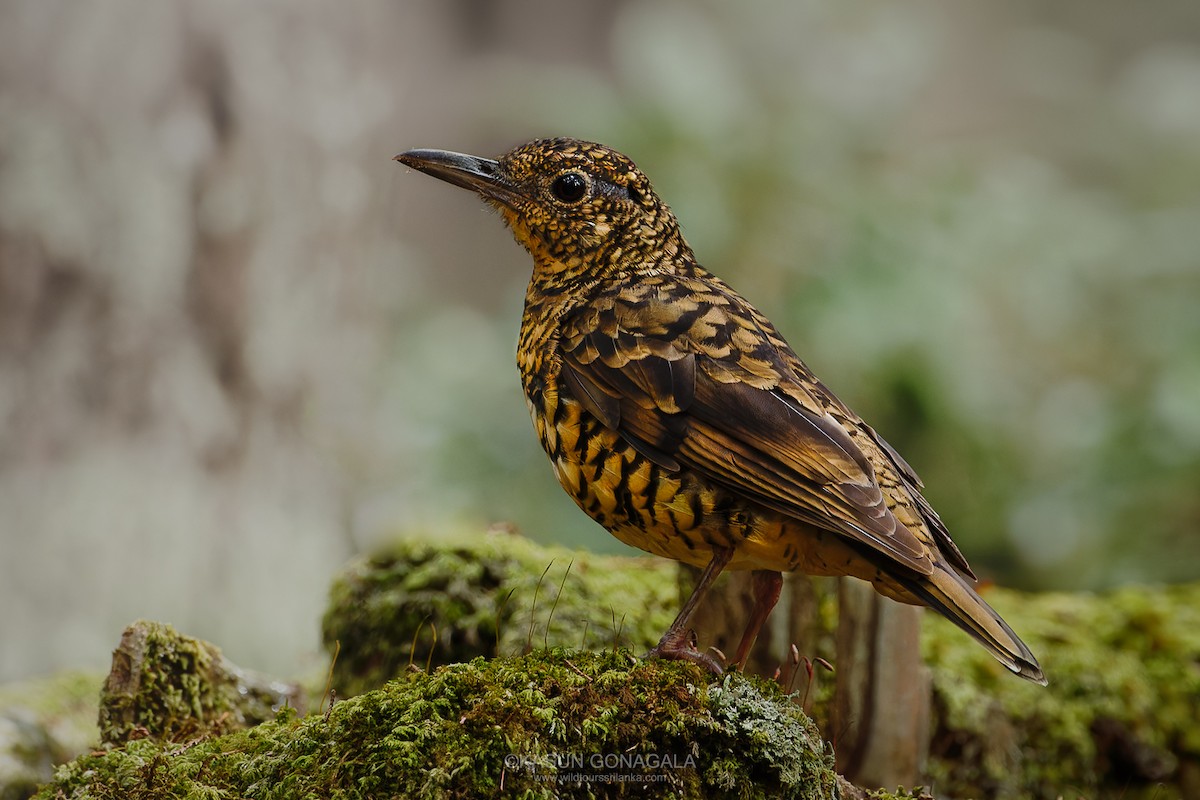 Sri Lanka Thrush - ML637483548