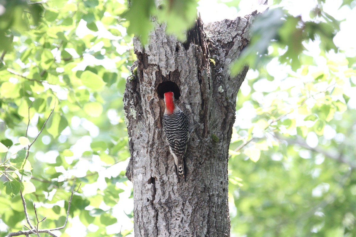 Red-bellied Woodpecker - ML637483599