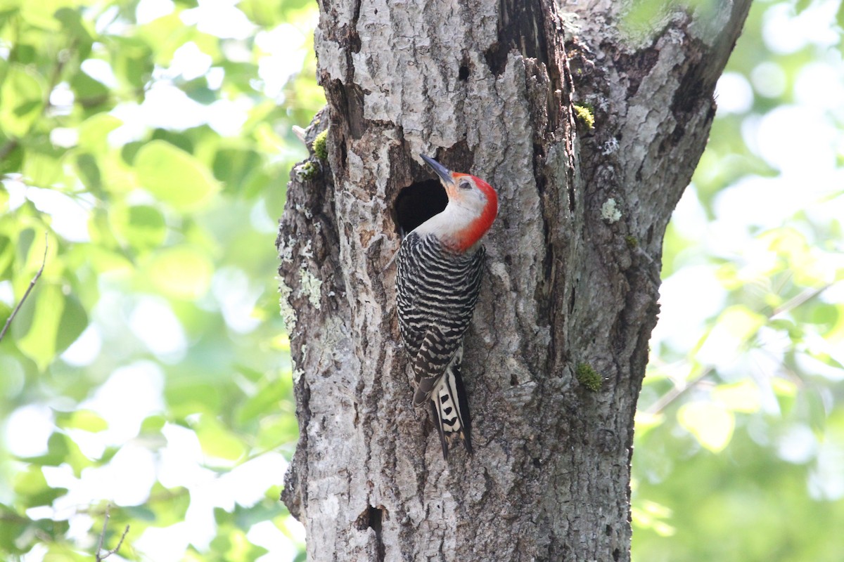 Red-bellied Woodpecker - ML637483603