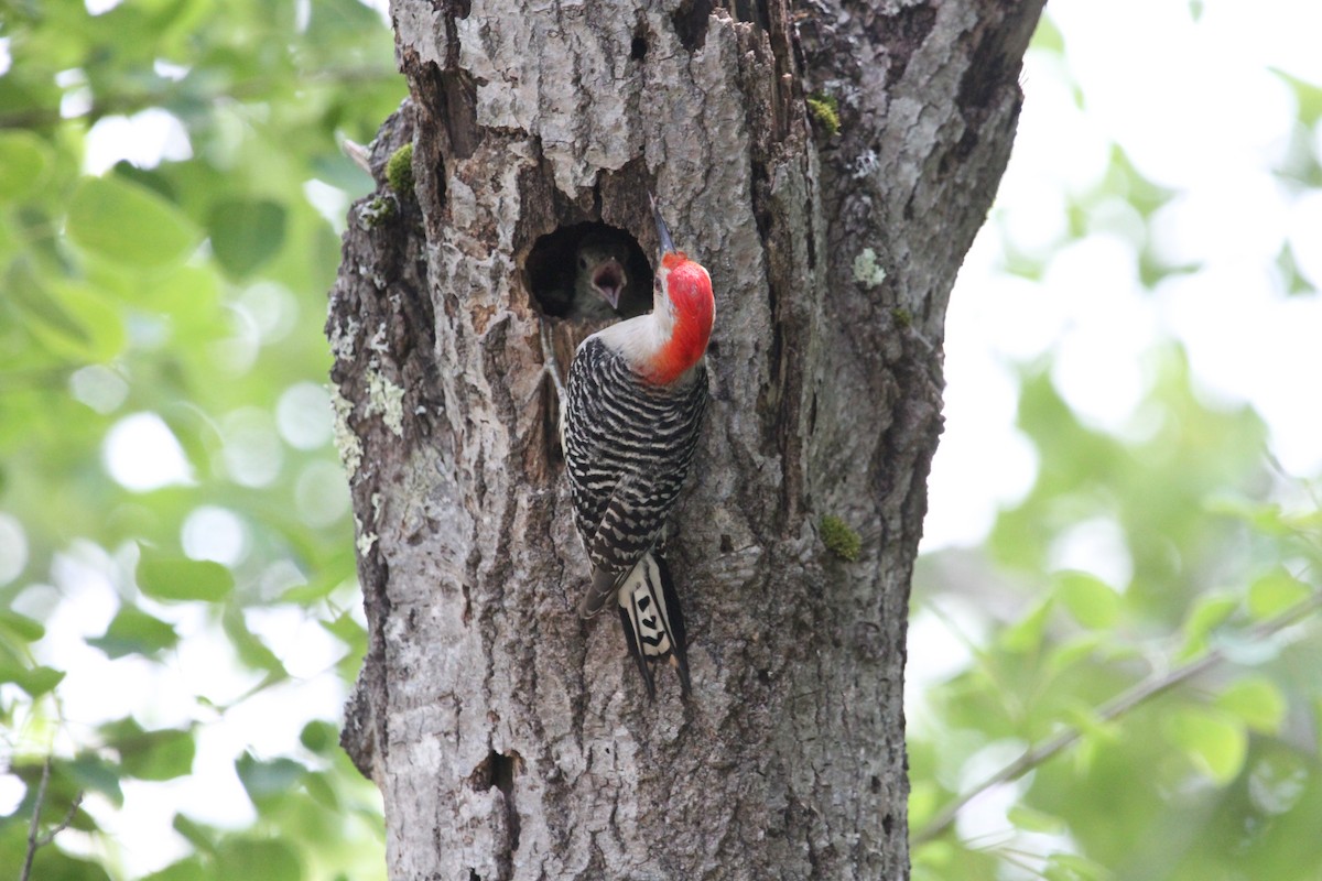 Red-bellied Woodpecker - ML637483604