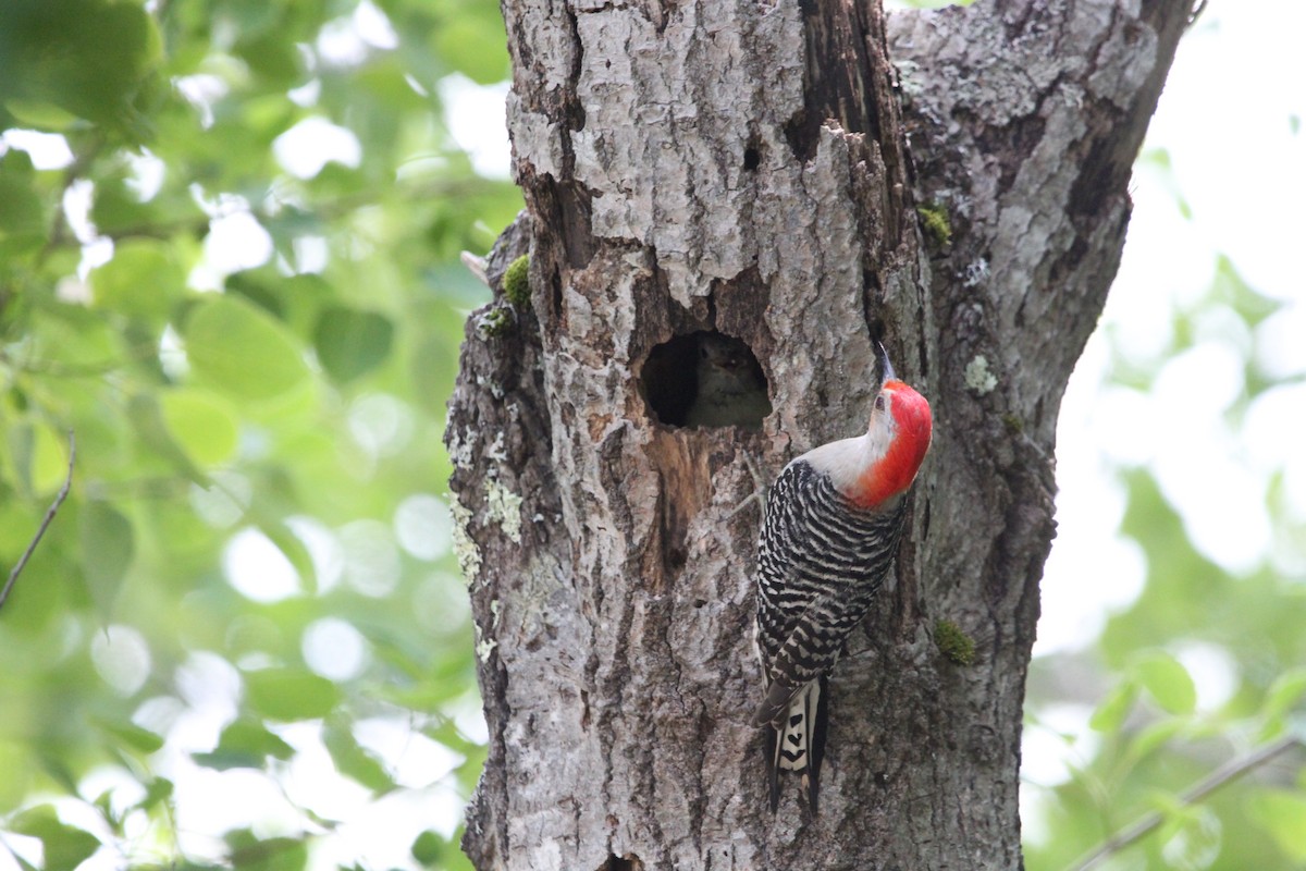 Red-bellied Woodpecker - ML637483605
