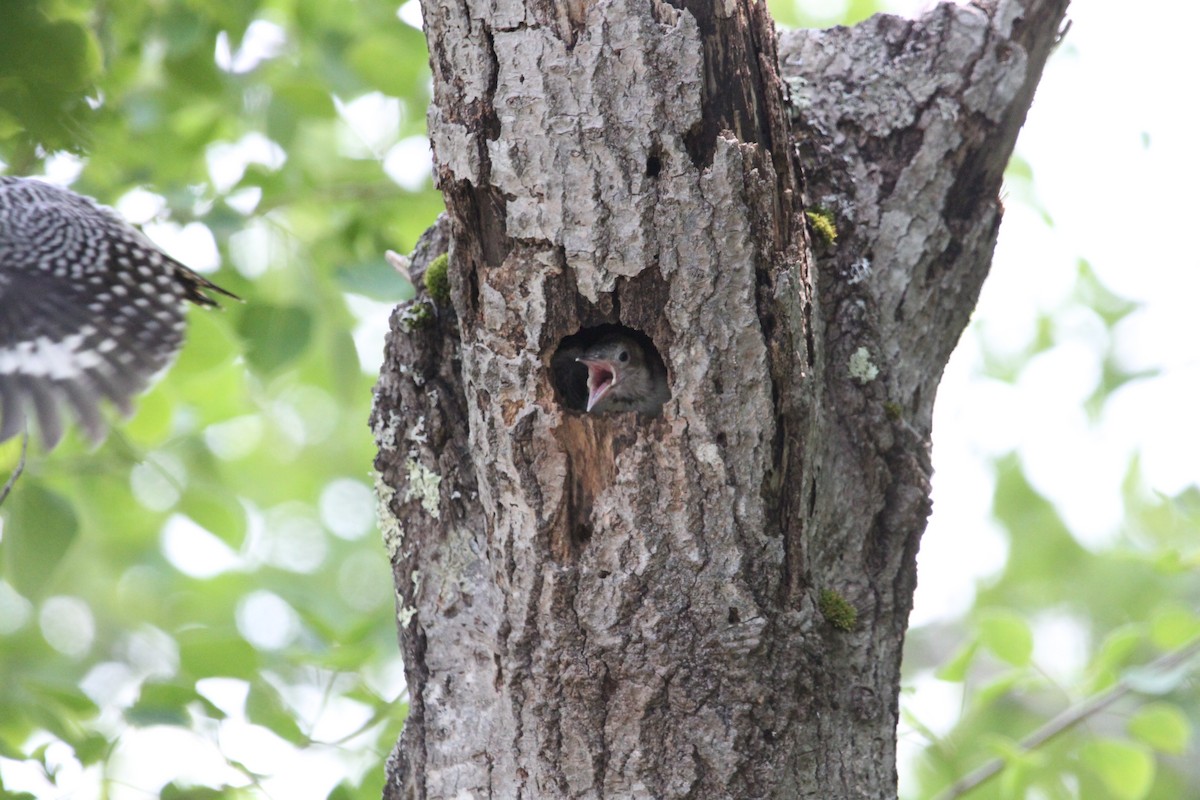 Red-bellied Woodpecker - ML637483606