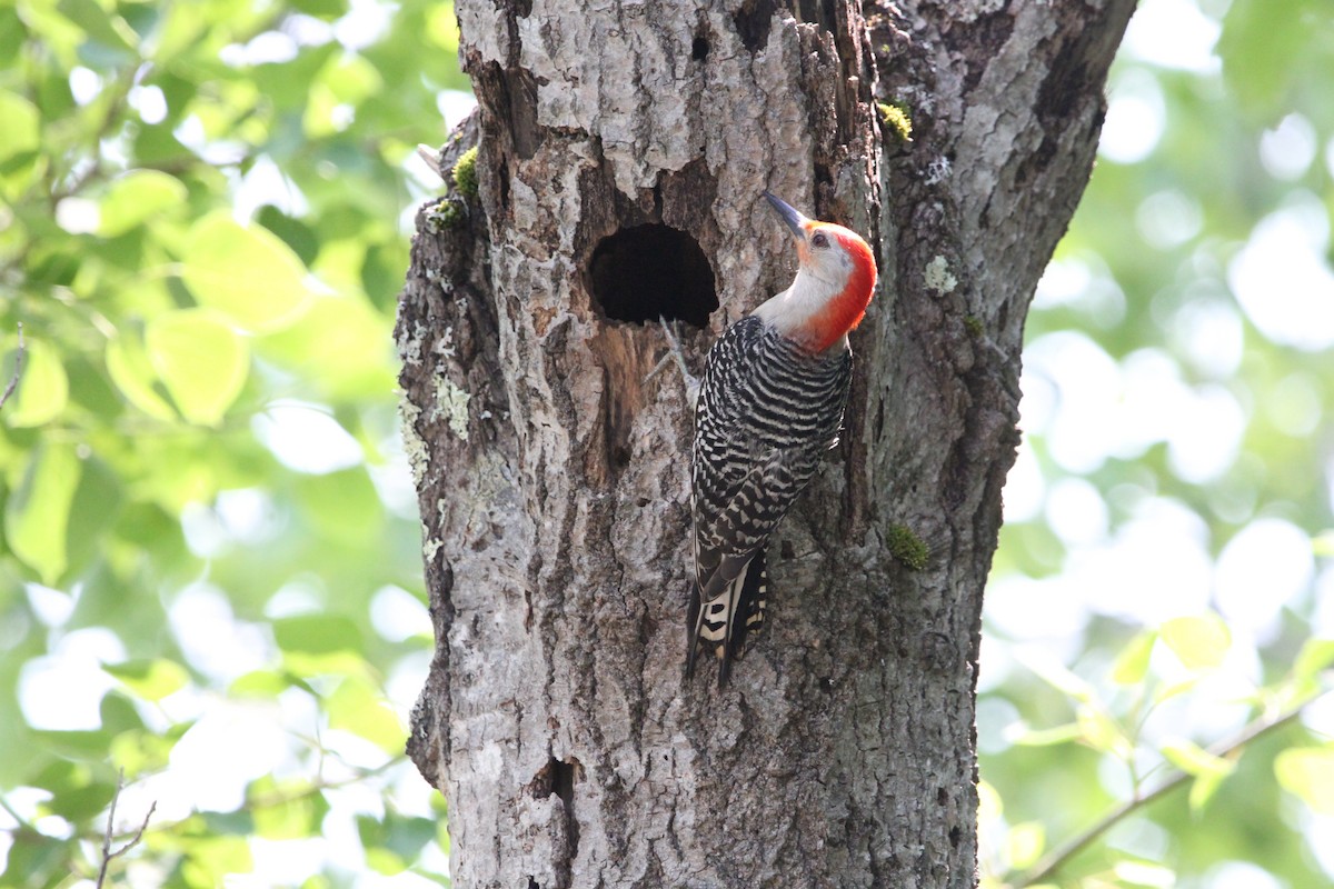 Red-bellied Woodpecker - ML637483607