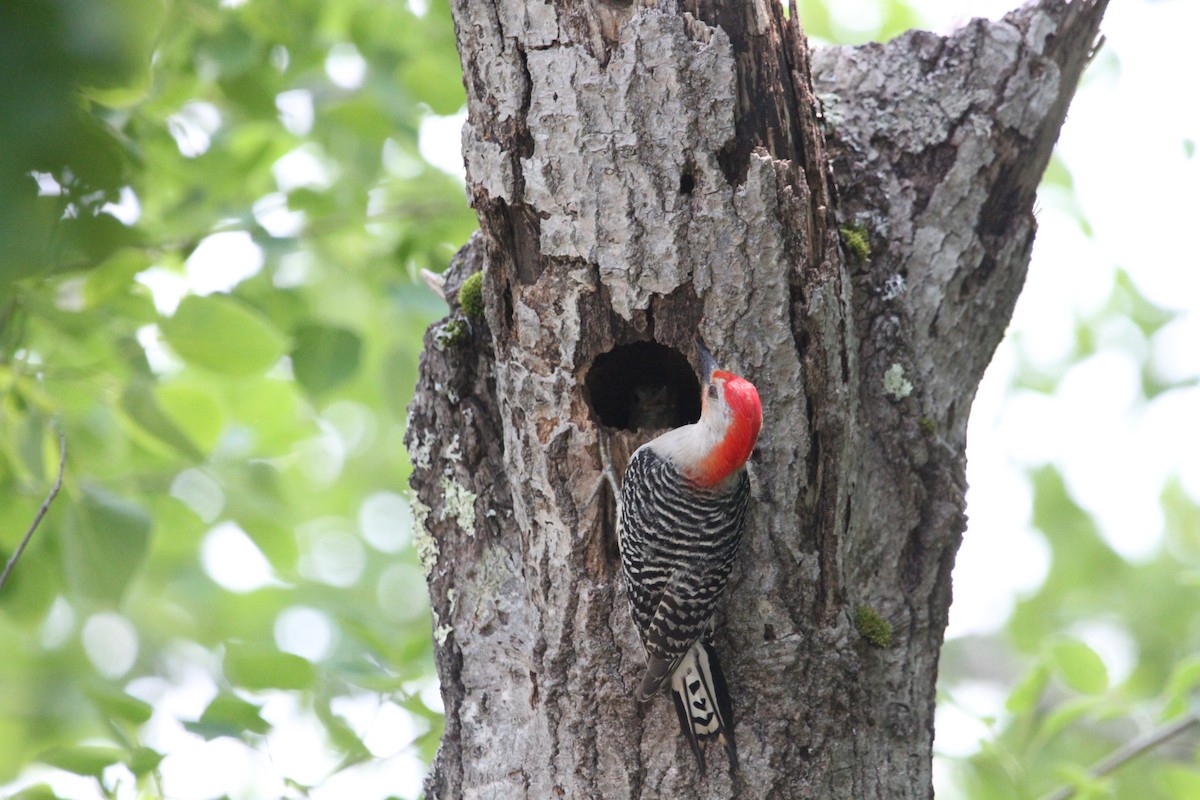 Red-bellied Woodpecker - ML637483608