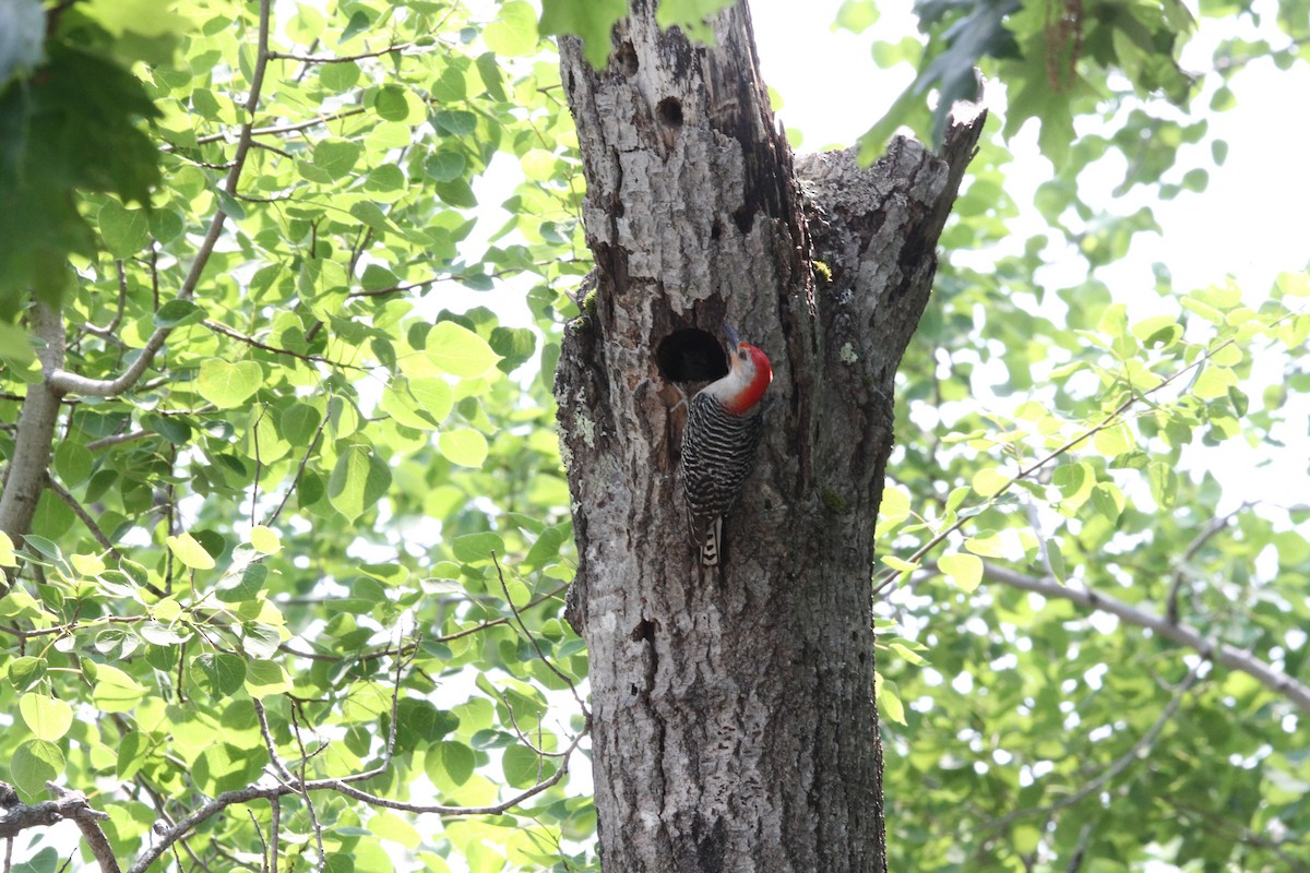 Red-bellied Woodpecker - ML637483609