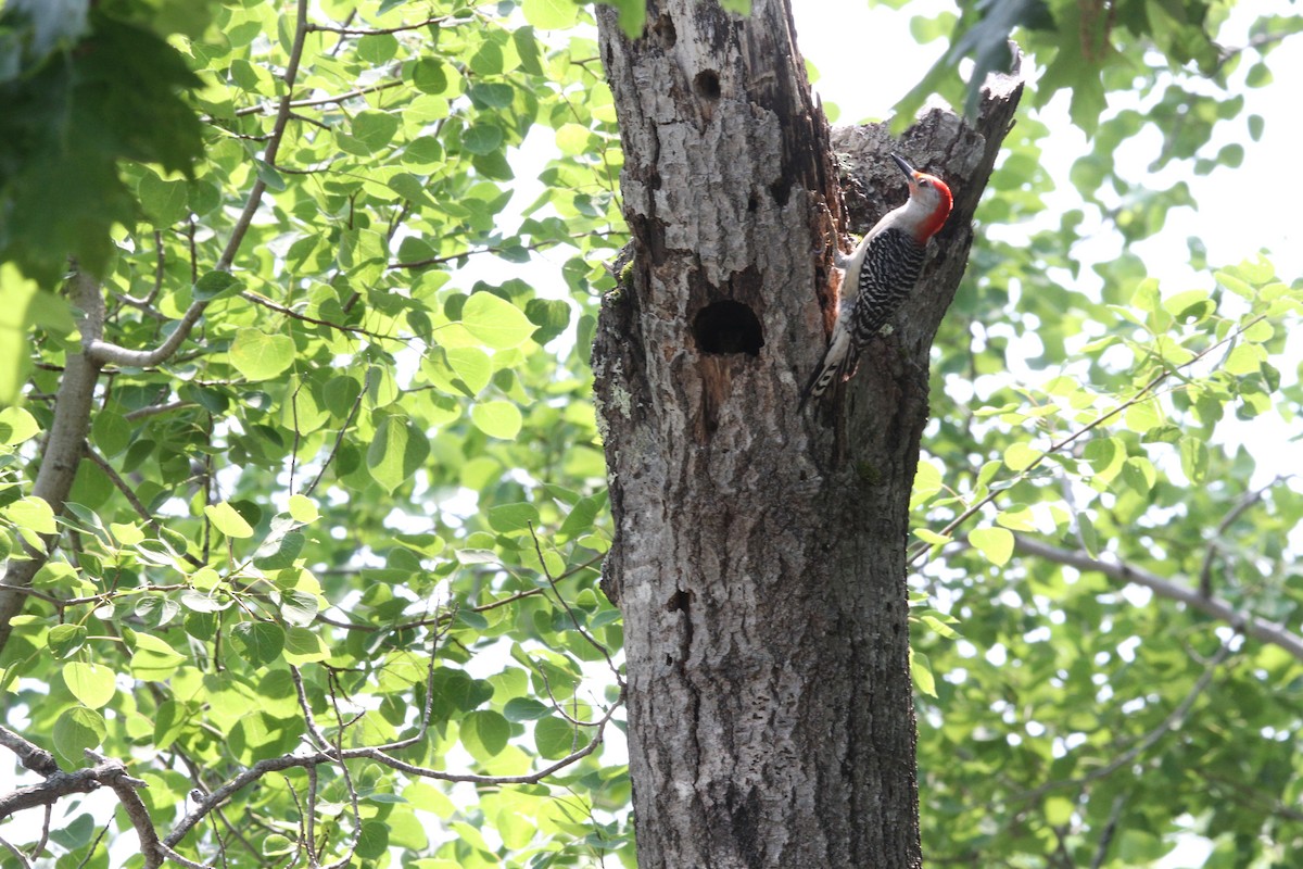 Red-bellied Woodpecker - ML637483611