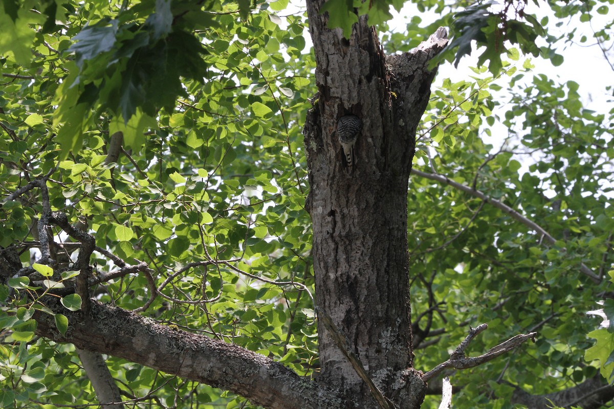 Red-bellied Woodpecker - ML637483614
