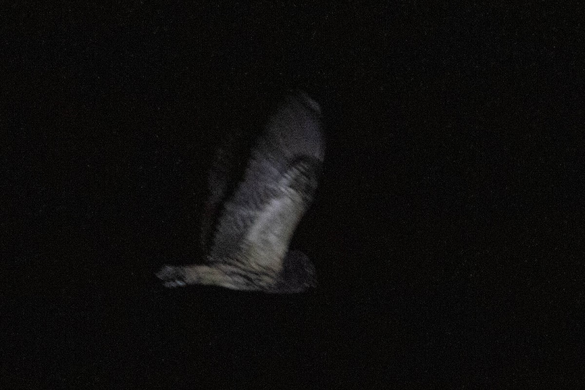 Stygian Owl - ML637483643