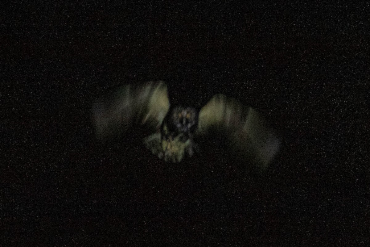 Stygian Owl - ML637483645