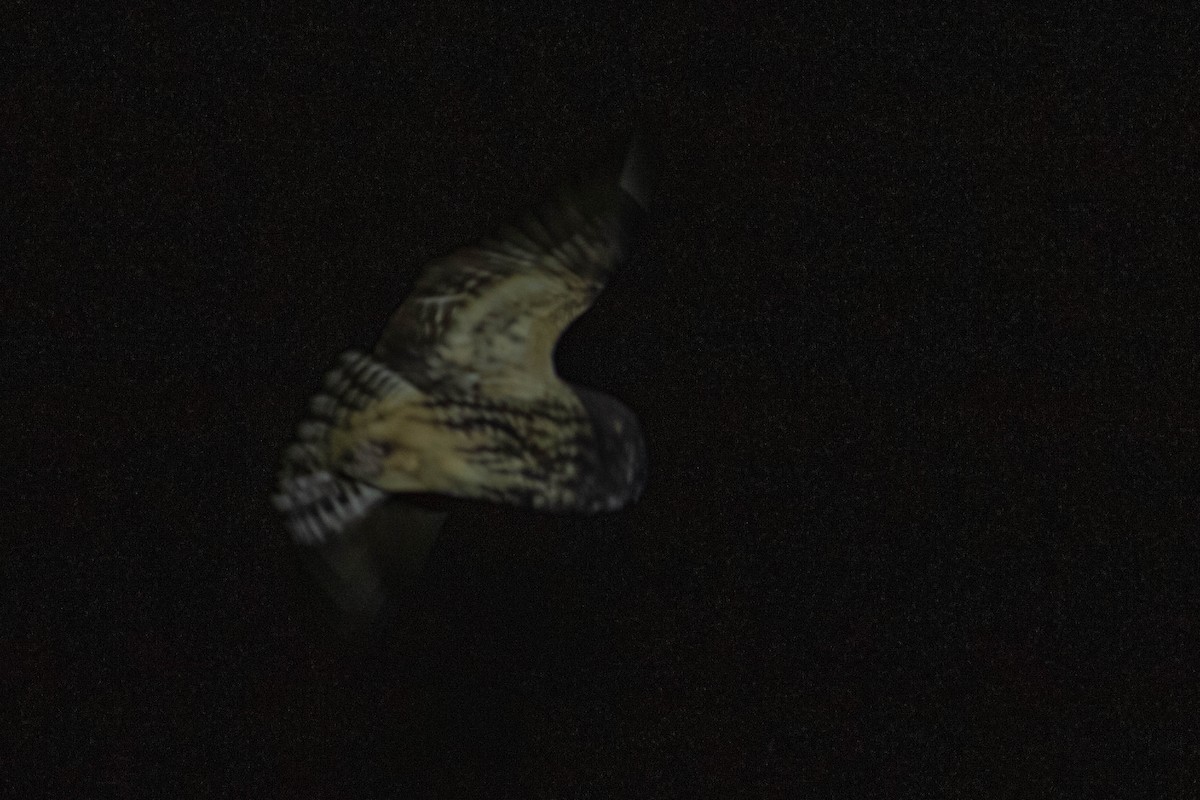 Stygian Owl - ML637483647
