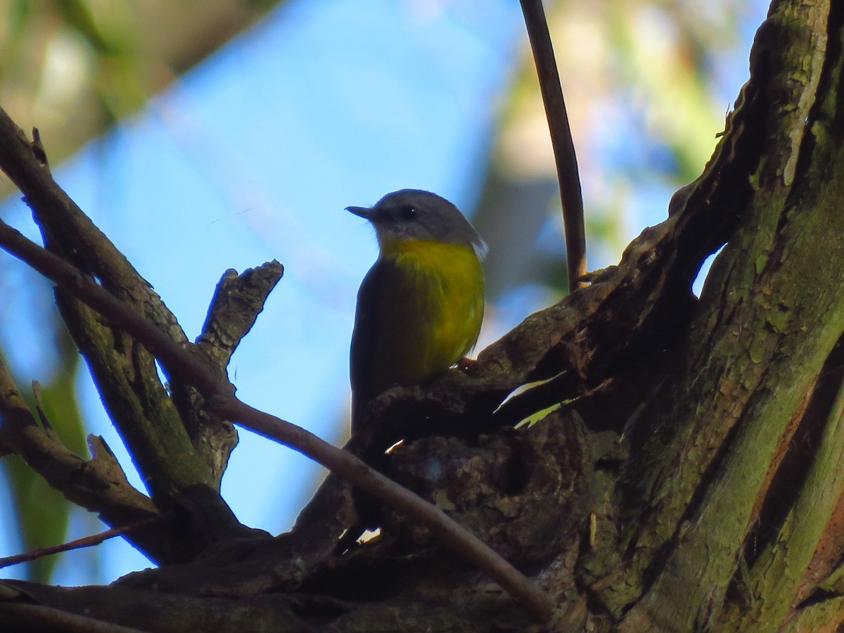 Eastern Yellow Robin - ML637483721