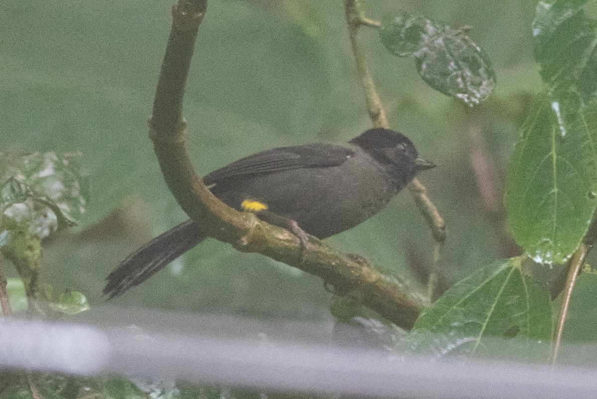 Yellow-thighed Brushfinch - ML637483798