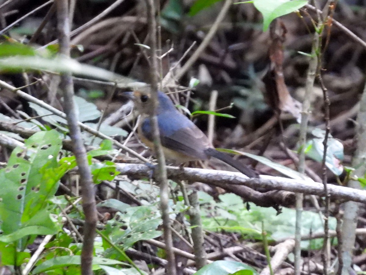 Gray-throated Chat - ML637483820
