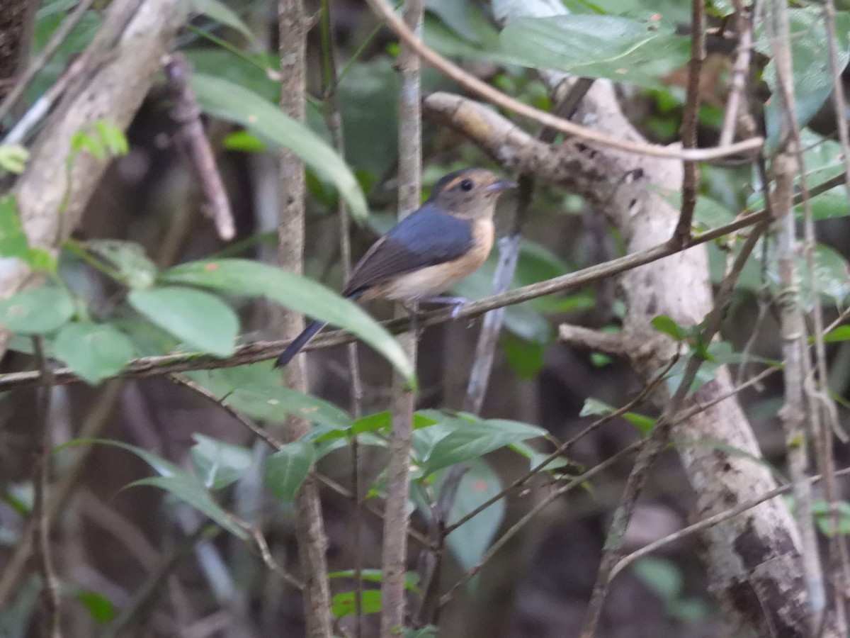 Gray-throated Chat - ML637483821