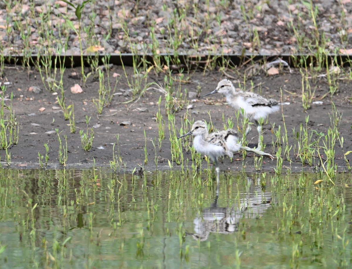 American Avocet - ML637483829