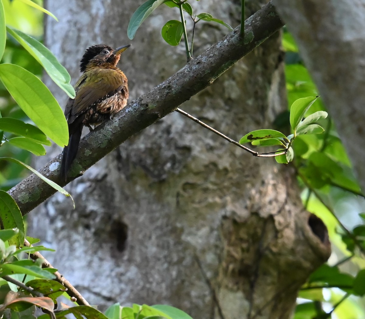 Laced Woodpecker - ML637483879