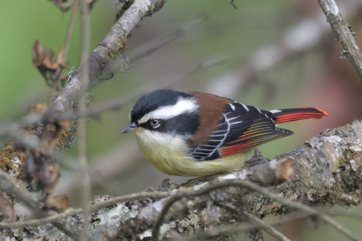 Red-tailed Minla - ML637483901