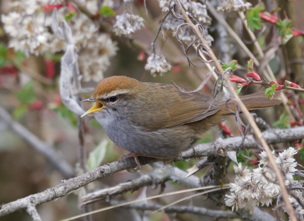 Gray-sided Bush Warbler - ML637483988