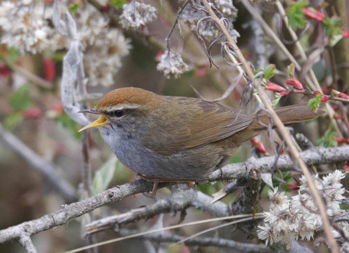 Gray-sided Bush Warbler - ML637483989