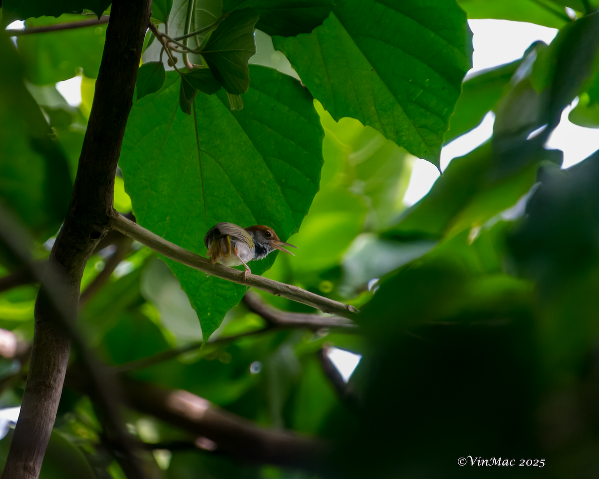 Green-backed Tailorbird - ML637484039