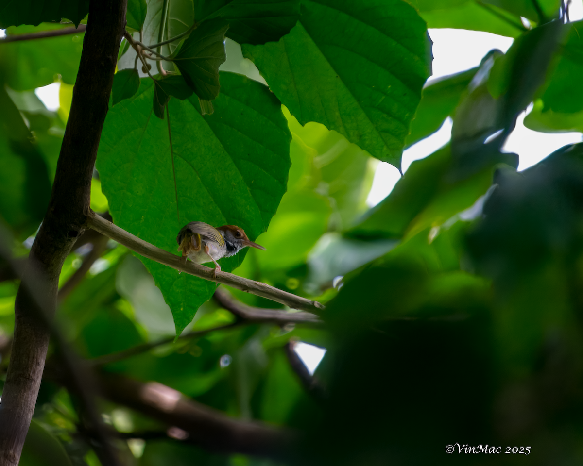 Green-backed Tailorbird - ML637484040