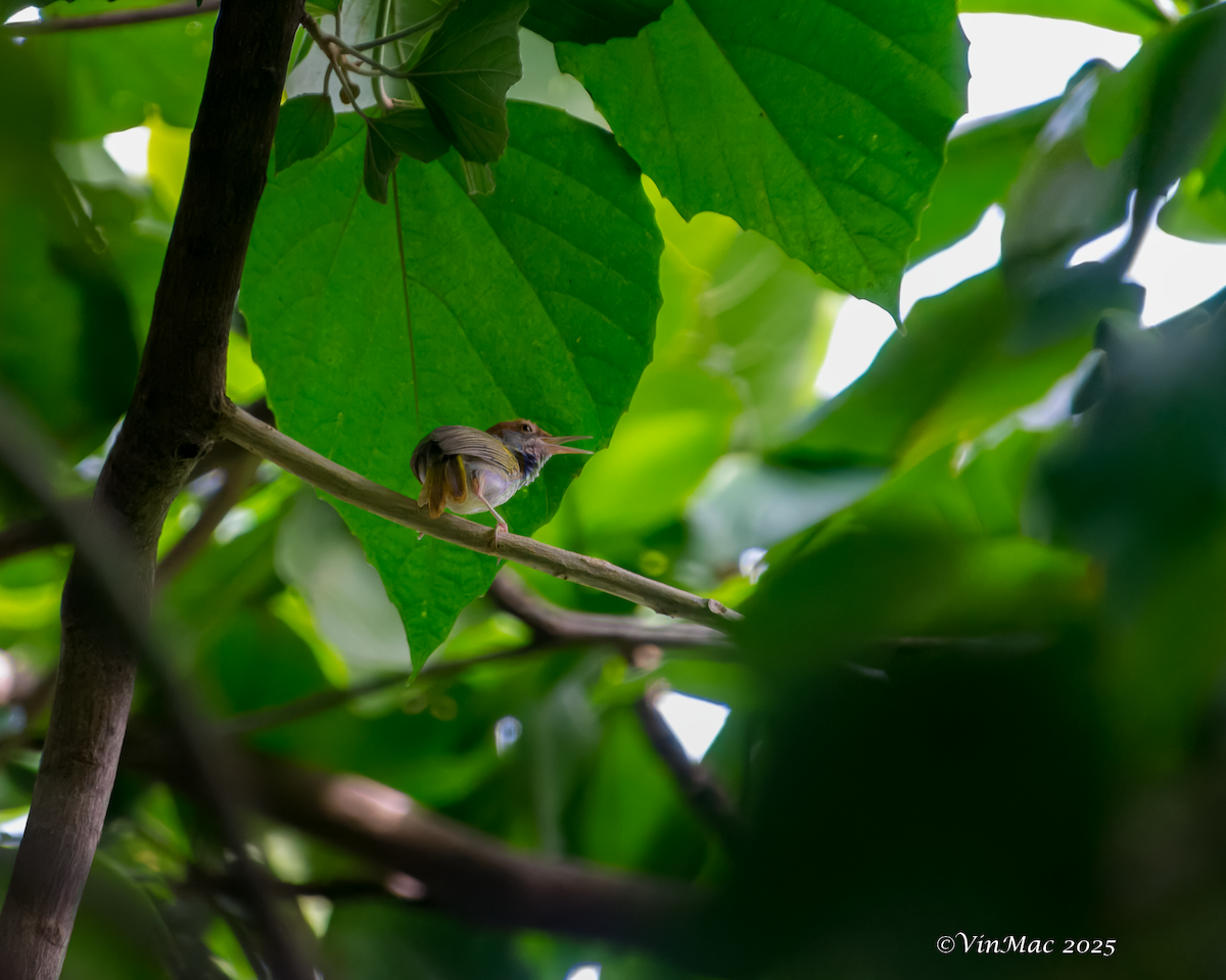 Green-backed Tailorbird - ML637484041