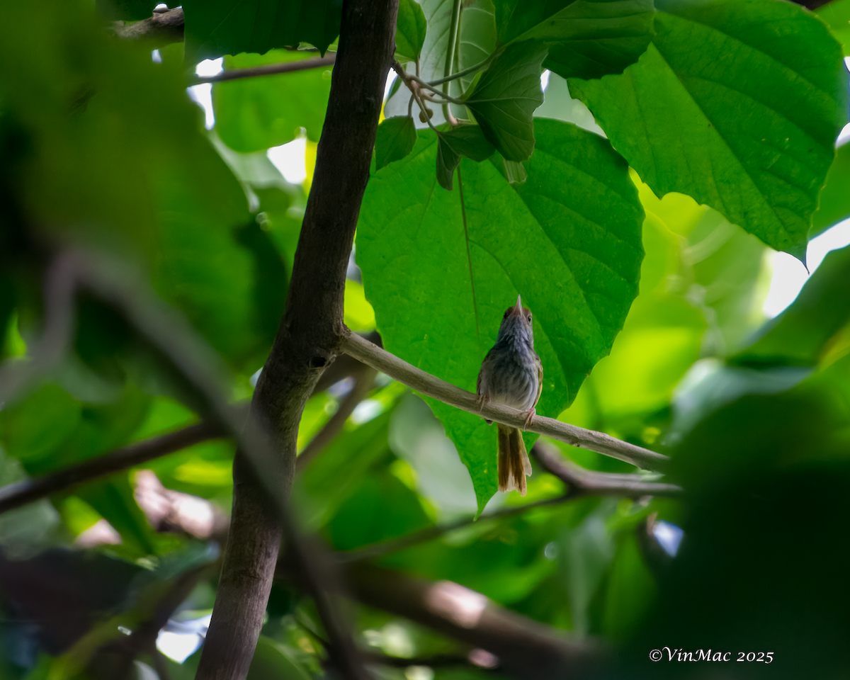 Green-backed Tailorbird - ML637484042