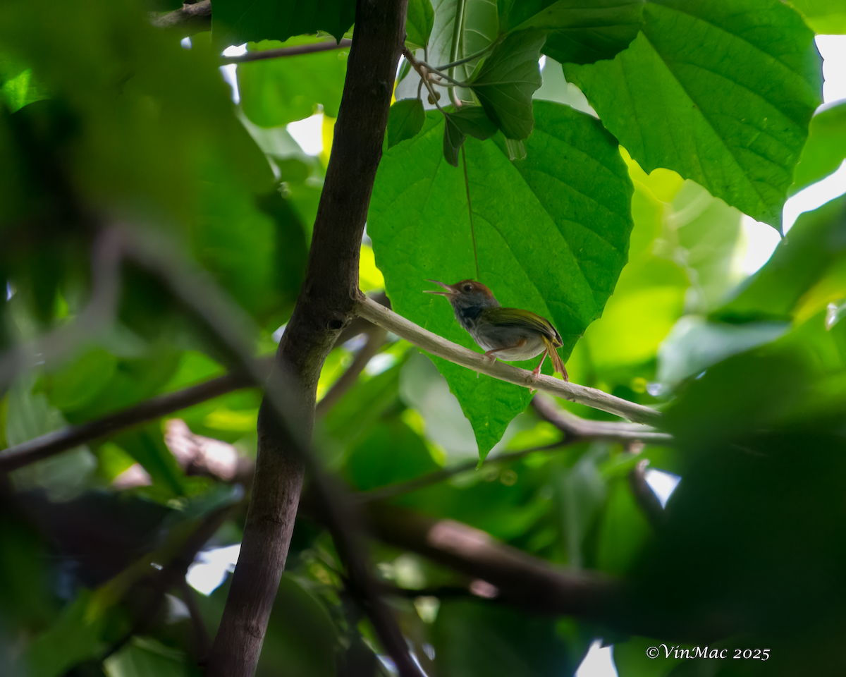 Green-backed Tailorbird - ML637484043
