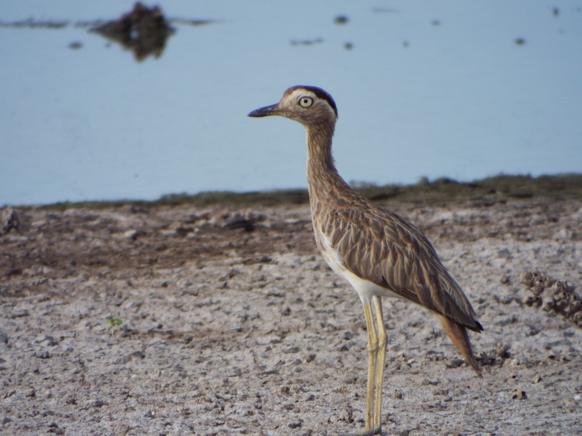 Double-striped Thick-knee - ML637484050