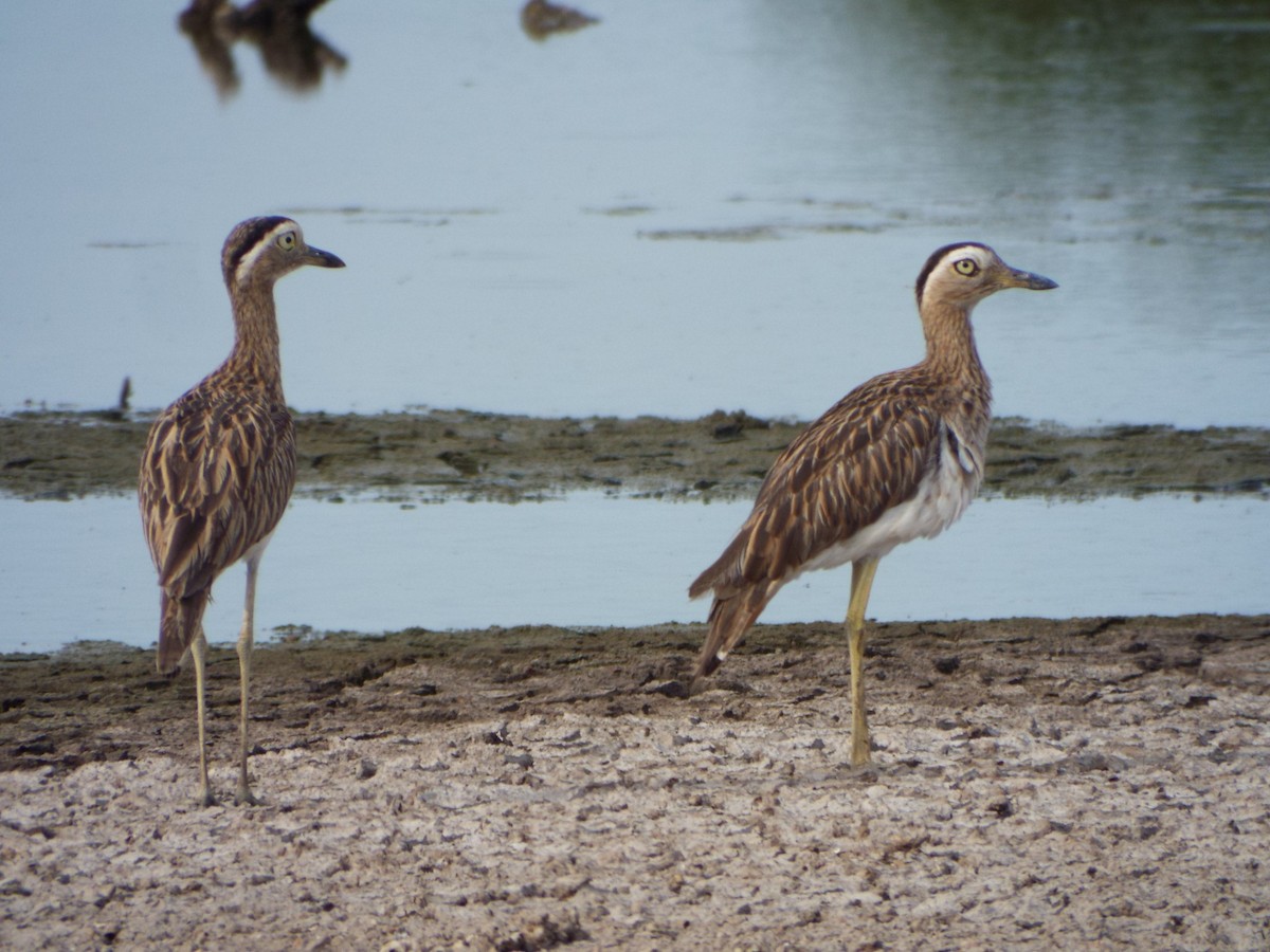 Double-striped Thick-knee - ML637484051