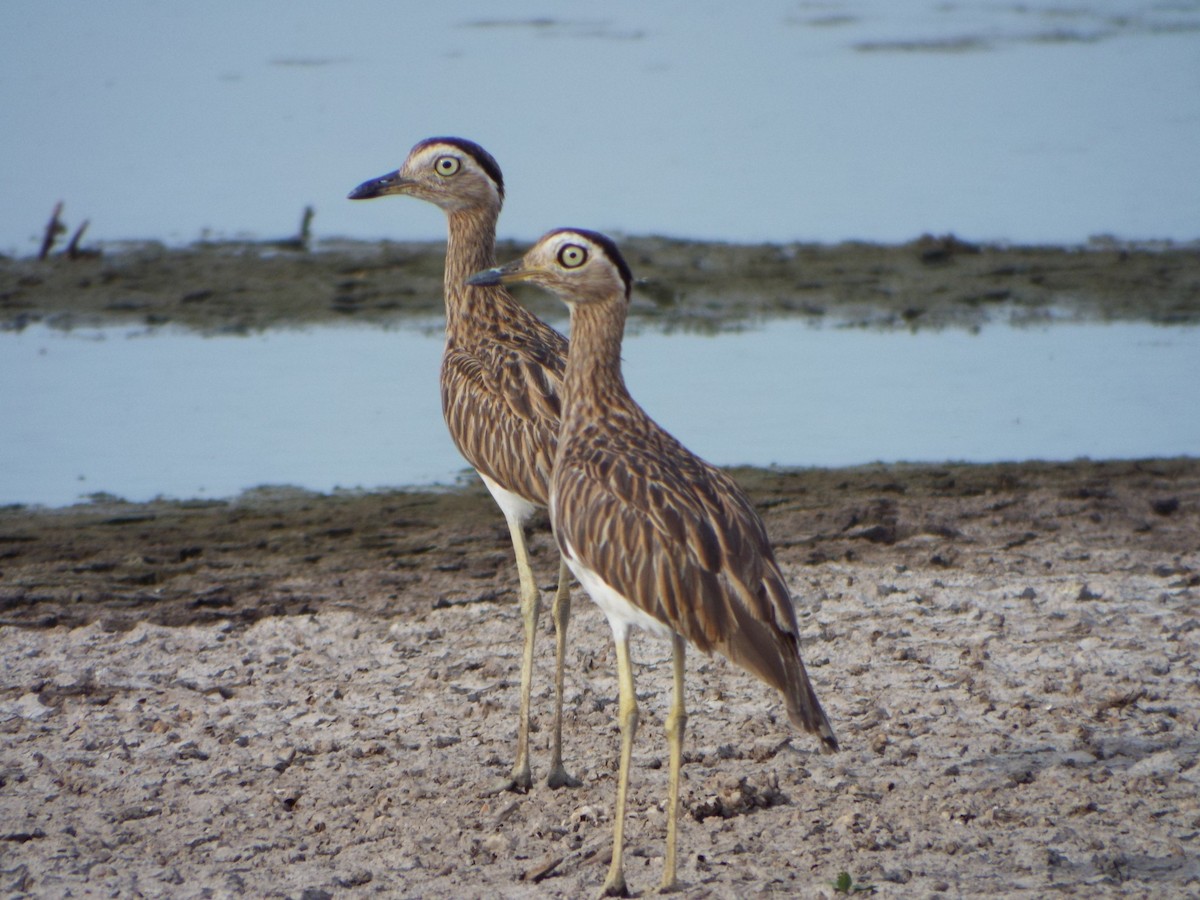 Double-striped Thick-knee - ML637484052