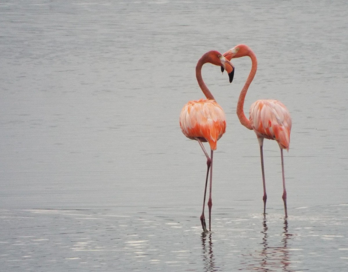 American Flamingo - ML637484059