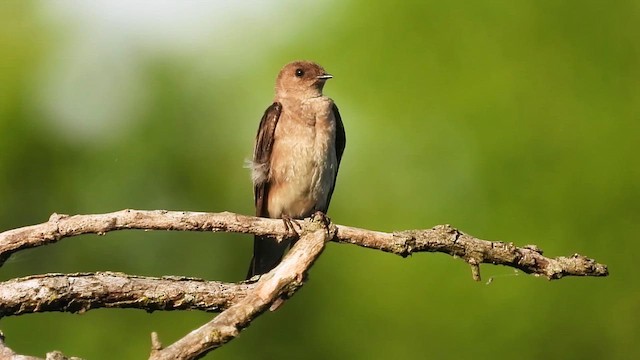 キタオビナシショウドウツバメ - ML637484089