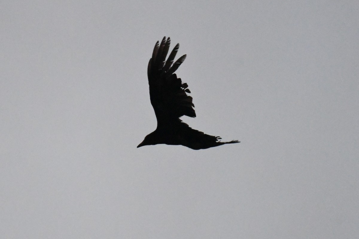 Fish Crow - ML637484123