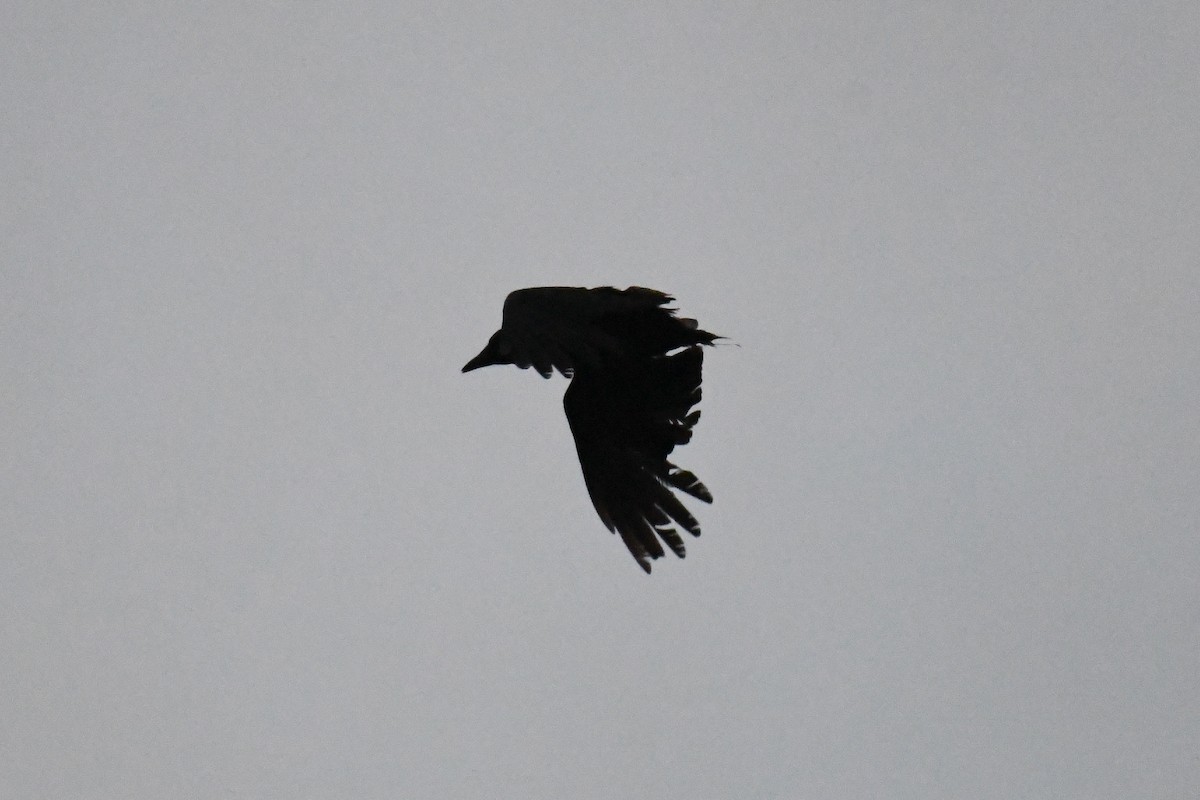 Fish Crow - ML637484124