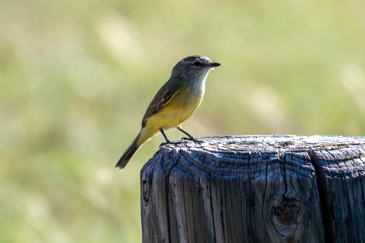 Lemon-bellied Flyrobin - ML637484163